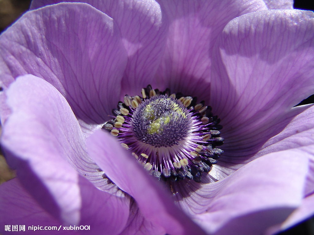 p></p></a>紫色,日常生活中是指一种颜色,紫色是二次色,属于绝对的中性色调