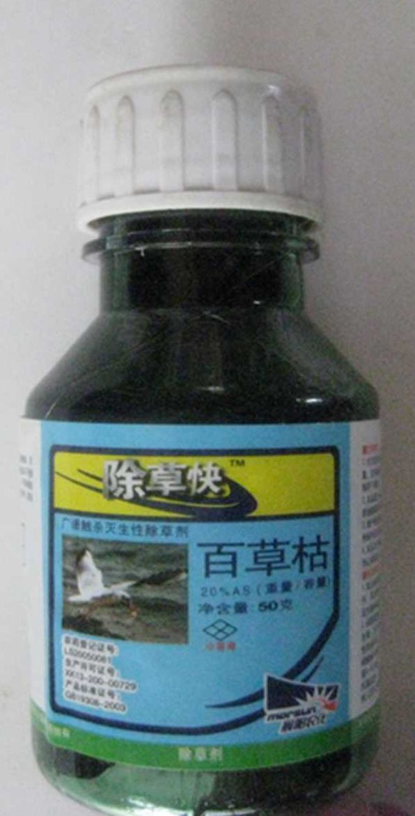 百枯草