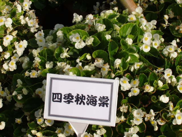 四季海棠