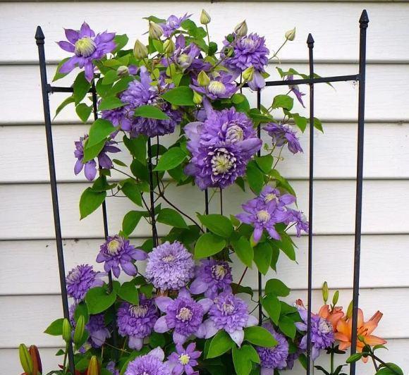 两广铁线莲无性系1号