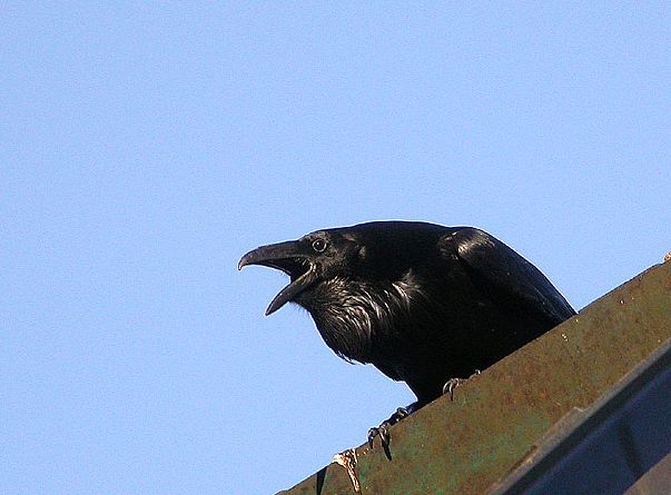 p>渡鸦(学名 i>corvus corax/i:是一种全身黑色的大型 a target=