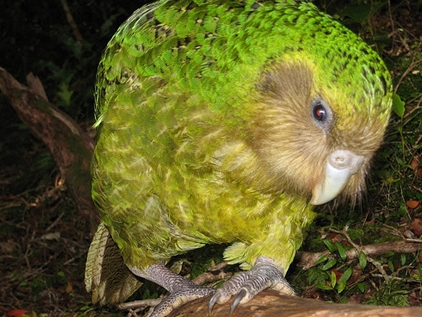 ʲôǸʬĳʲô11ֻ˵ĿֲЩ