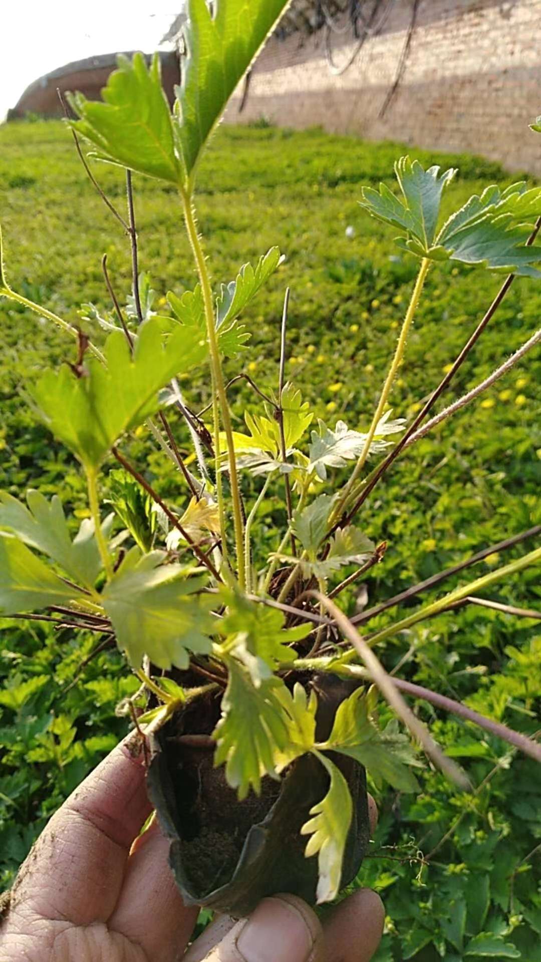 宽柄关节委陵菜(变种)