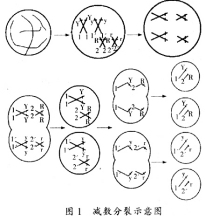 减数分裂