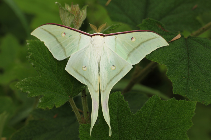 紫薇绿尾大蚕蛾