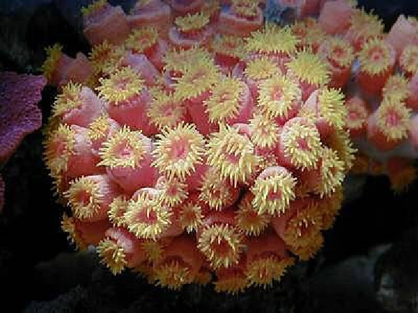 蘑菇珊瑚