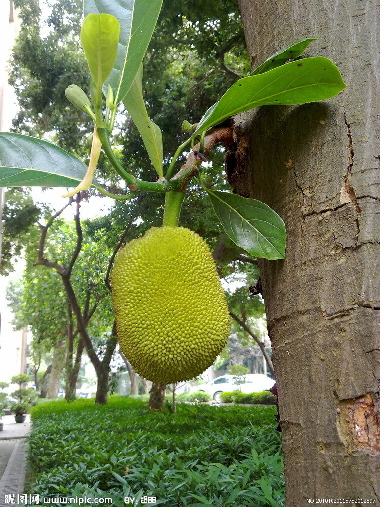 波叶土蜜树