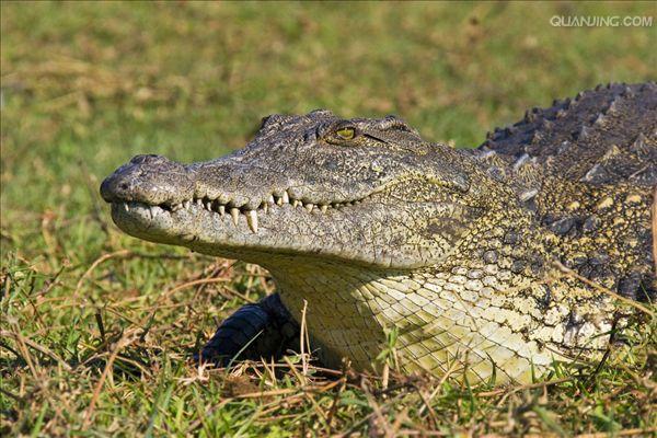 p>尼罗鳄(学名 i>crocodylus niloticus/i,是非洲最大的鳄鱼和最