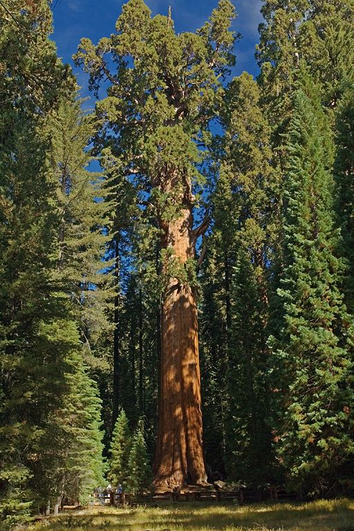  p>雪曼将军树(general sherman tree)是世界上最大的树,通常也被认为