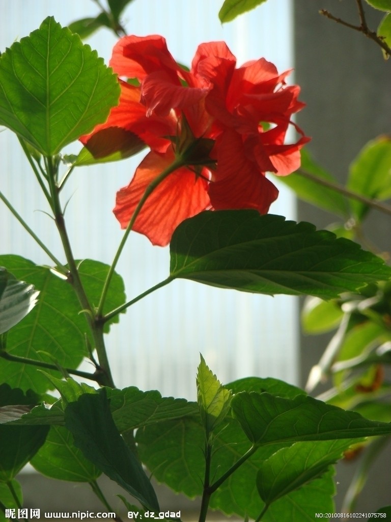 扶桑花