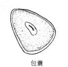 中华内滴虫