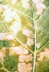 花椰菜霜霉病