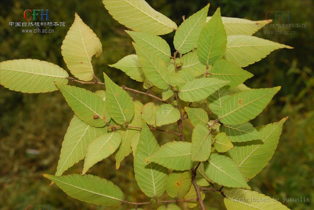 p>也称大叶榉,血榉,鸡油树等,是 a>榆科/a a>榉属/a>植物.