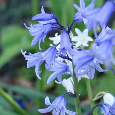 p>bluebell,又名蓝铃草,蓝铃花 a target"_blank href/item