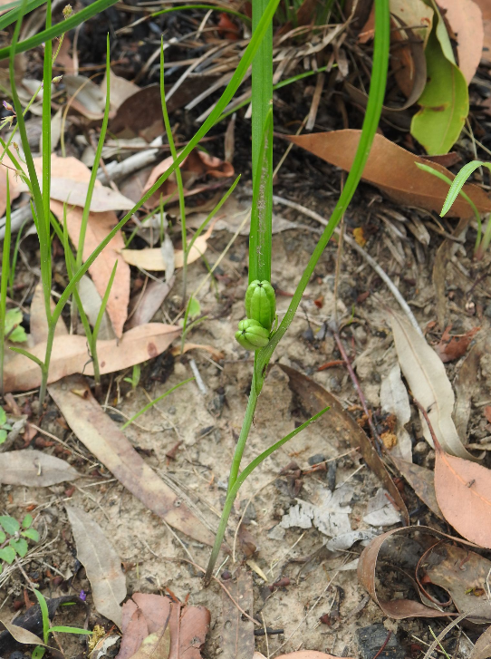 山慈姑 全网资源
