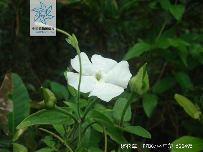 碗花草