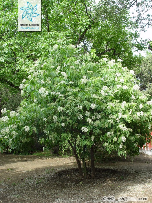 为忍冬科接骨木属落叶 a data-lemmaid"33239>乔木/a>或大灌木,高