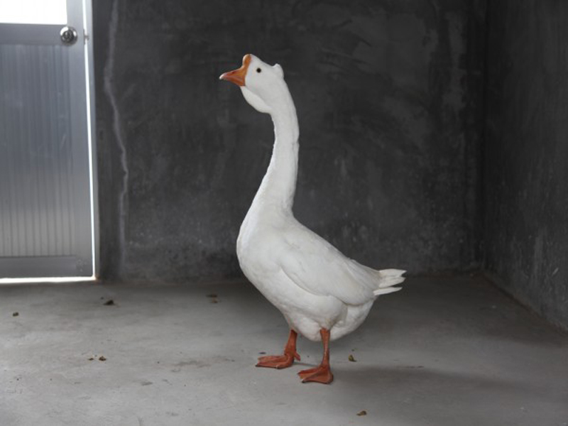 百子鹅