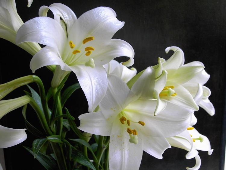百合花语