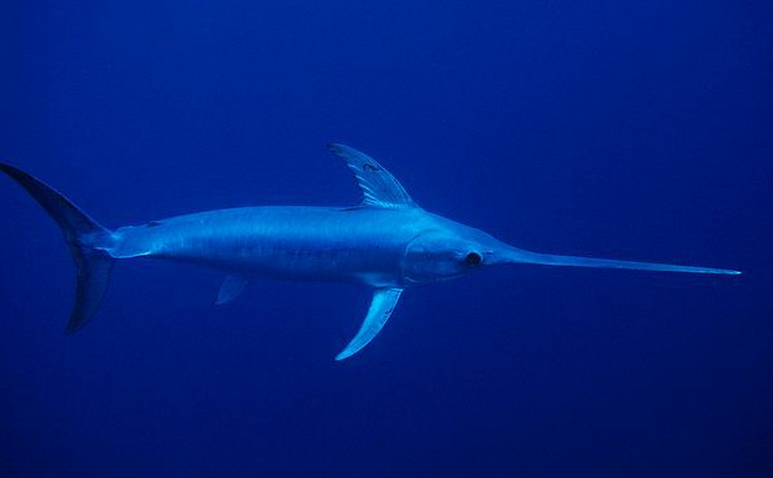 剑尾鱼 全网资源