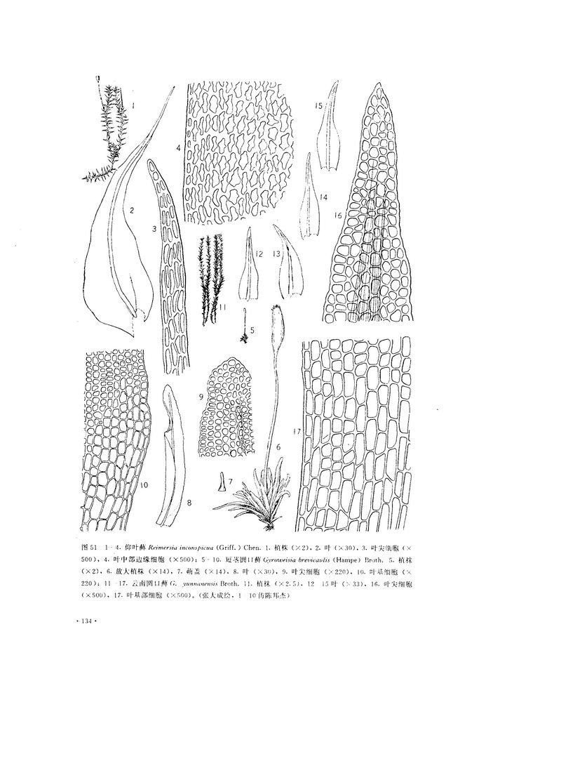 短茎圆口藓