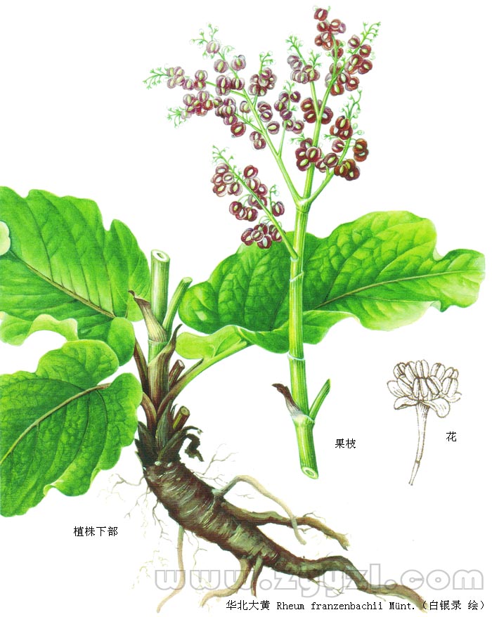 大黄