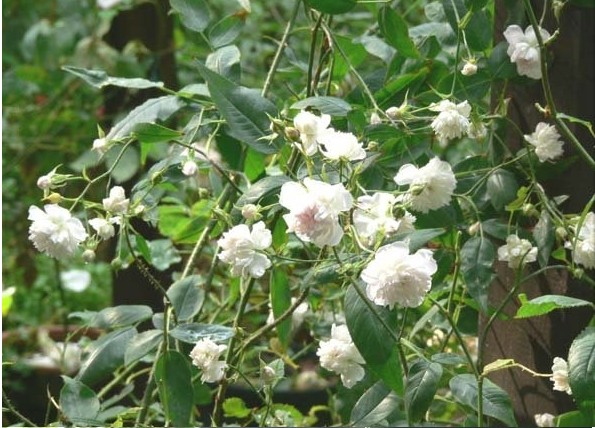  p>银粉蔷薇(拉丁名: b> i>rosa anemoniflora /i> /b> fort.