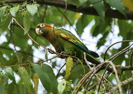 ʬ(ͼƬ)_սʬ漶_ʲôǸʬ