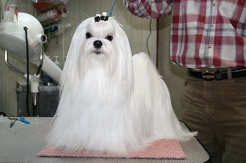 玛尔济斯犬 全网资源