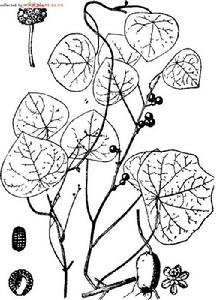 白药脂