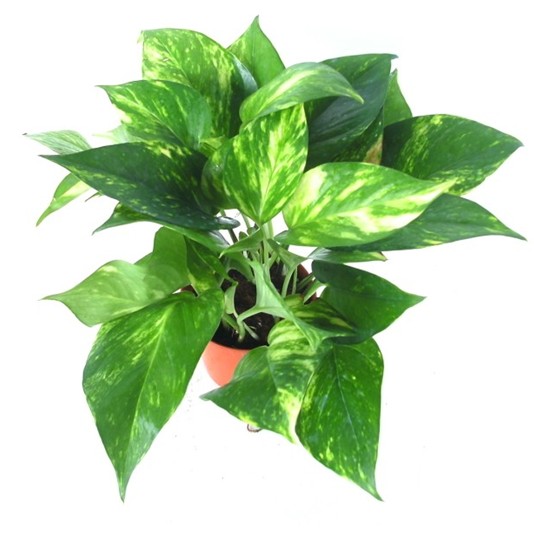wilcoxii /i>),为多年生常绿攀援草本植物.