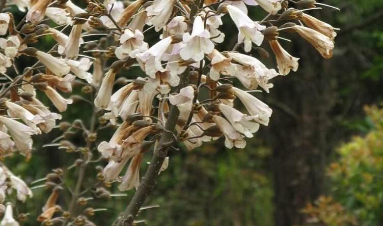 白花泡桐