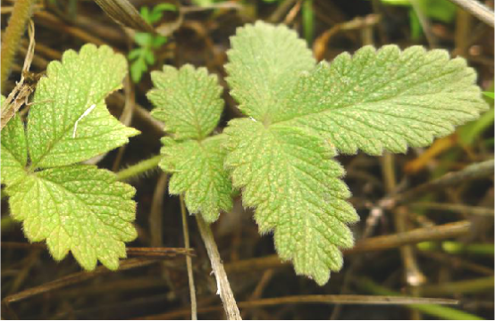 为蔷薇科植物长柔毛委陵菜 i>potentilla griffithii/i hook.f.