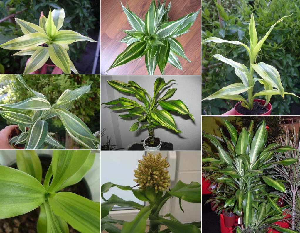 观叶植物