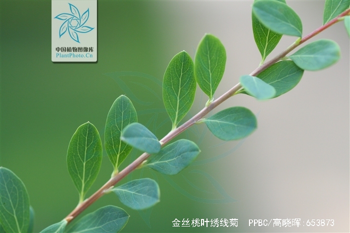 金丝桃叶绣线菊