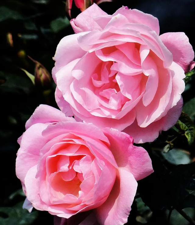  p>"粉扇"月季_1是蔷薇科,蔷薇属的一种植物,英文名是rosa "pink-a
