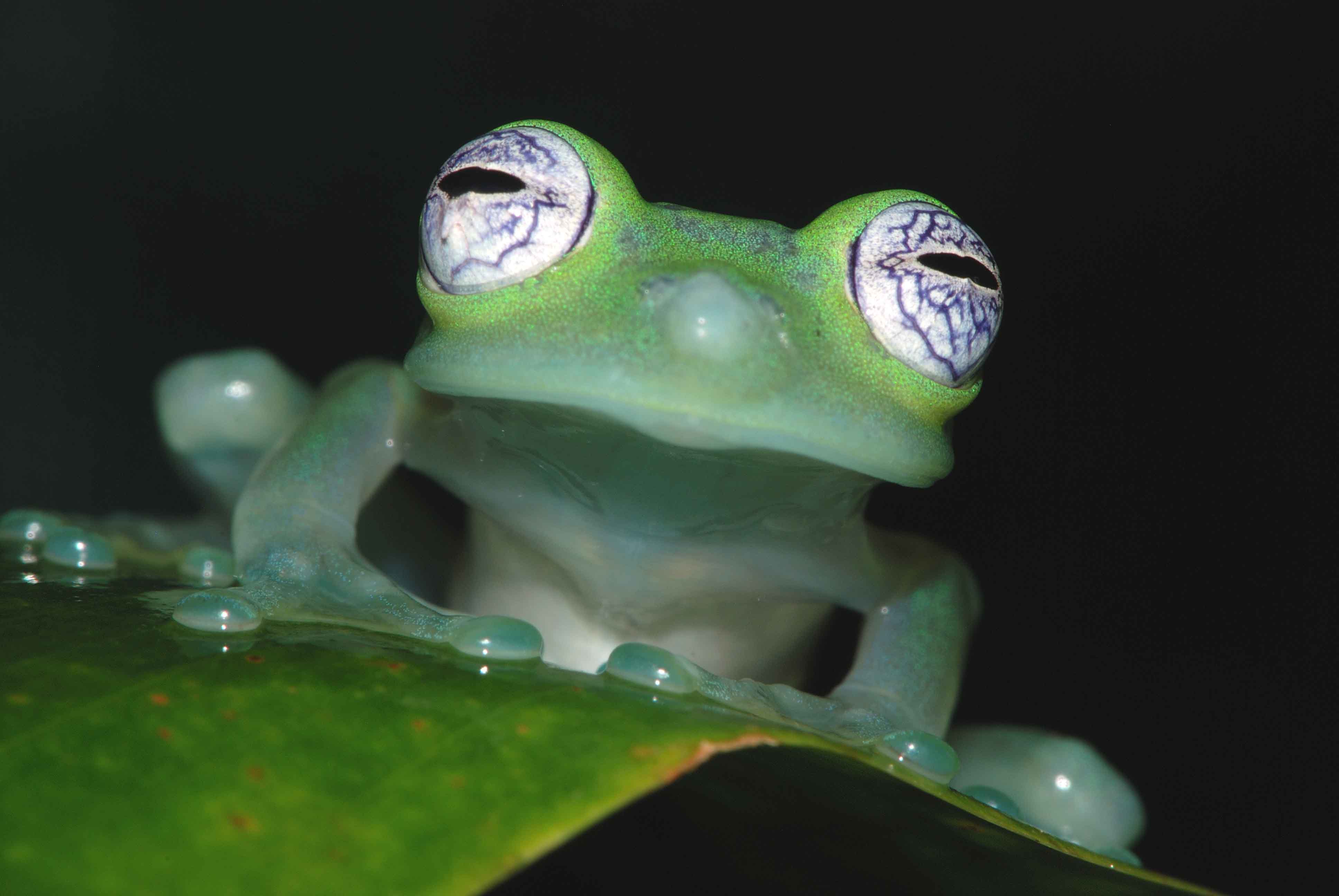 glass frogs