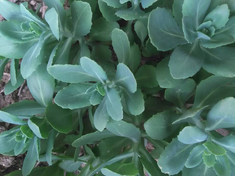 蝎子草