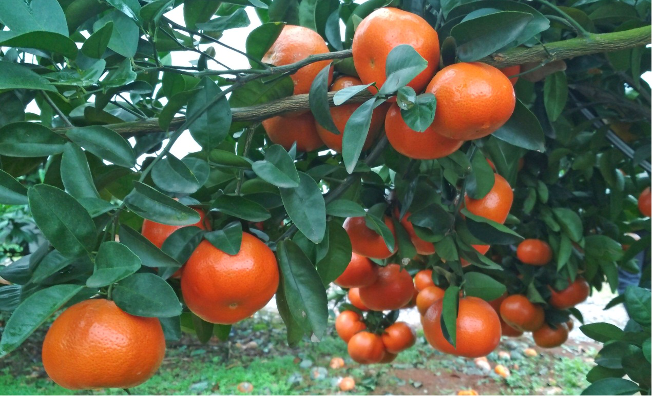 p></p></a>武鸣沃柑属于晚熟杂交柑桔品种,成熟期在1-3月,自然留果时间较长.
