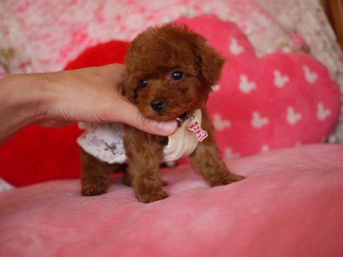 +߹+豭_豭ȮͼƬ_豭ȮǮ