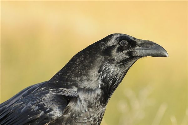 p>渡鸦(学名 i>corvus corax/i:是一种全身黑色的大型 a target=