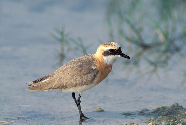 p>铁嘴沙鸻(学名 i>charadrius leschenaultii/i)鸻科鸻属鸟类,属