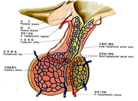 脑垂体