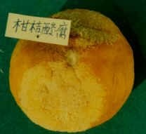 柑橘酸腐病