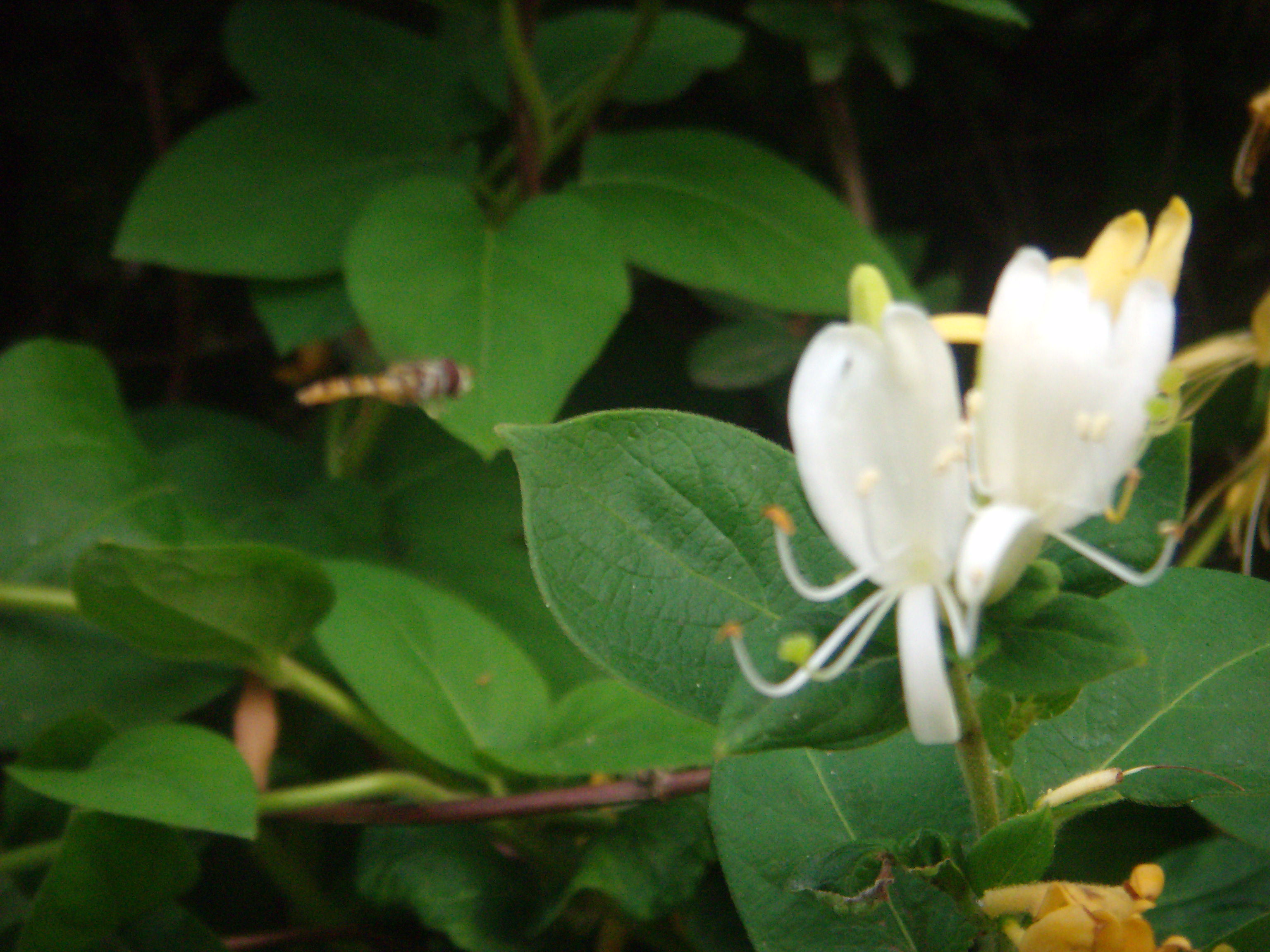 小金银花