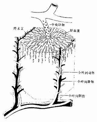肝小叶结构以中央静脉为中心,肝板 a target"_b