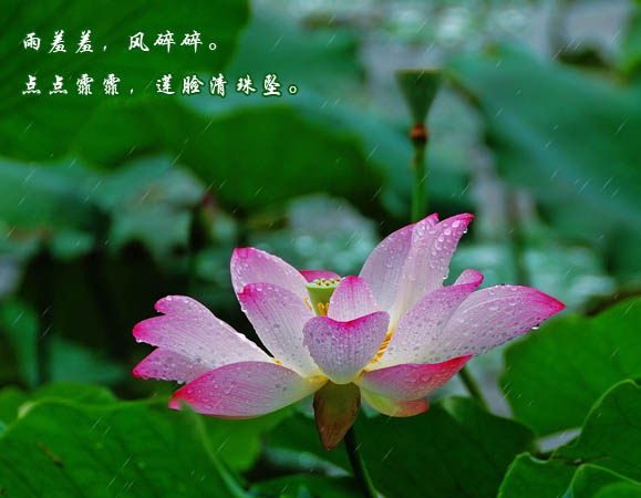 全词主要通过风,雨,珠,雨声,荷叶,花蕊,蜻蜓,鸳鸯等不同元素,赞美