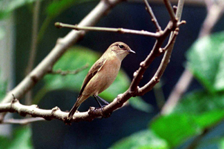  p>灰林鵖(学名: i>saxicola ferrea /i>),为鹟科,石鵖属的鸟类.