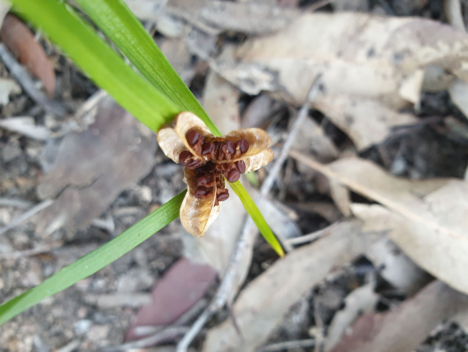 山慈姑 全网资源