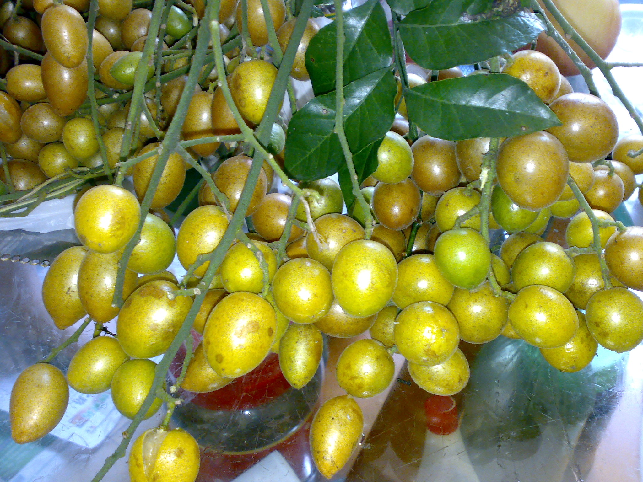p>黄皮〔学名 i>clausena lansium/i(lour.